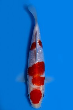 Karashi Ginrin Kohaku