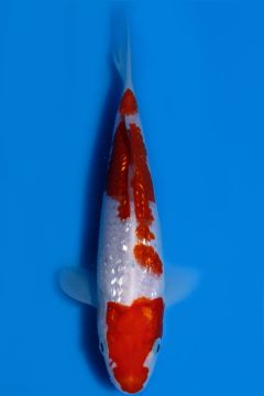 Karashi Ginrin Kohaku