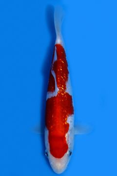 Karashi Ginrin Kohaku