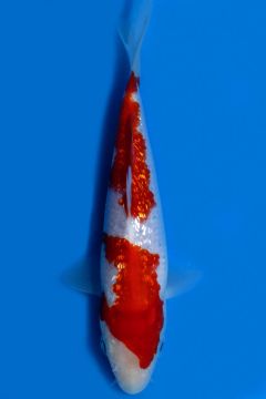 Karashi Ginrin Kohaku