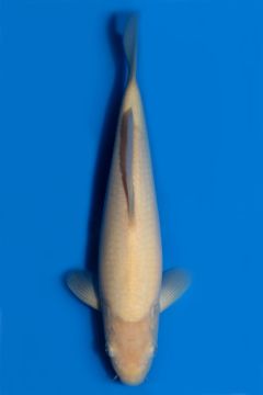 Karashigoi