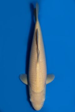 Karashigoi