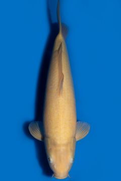 Karashigoi