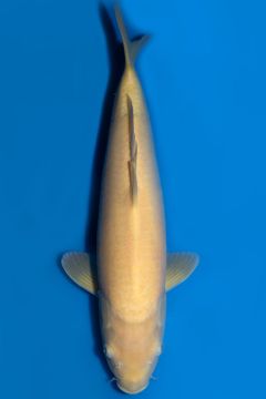 Karashigoi