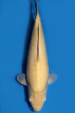 Karashigoi