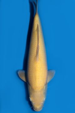 Karashigoi