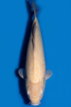 Karashigoi