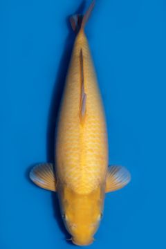 Karashigoi