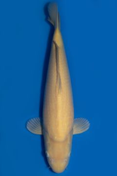 Karashigoi