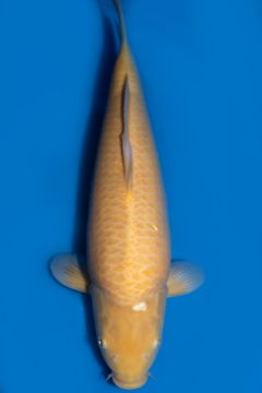 Karashigoi