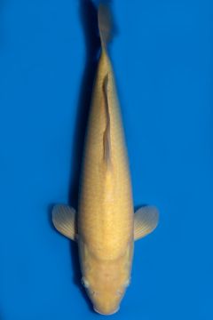 Karashigoi