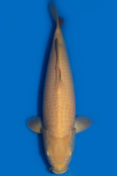 Karashigoi