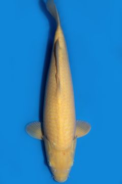 Karashigoi