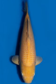 Karashigoi