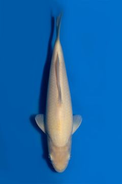 Karashigoi