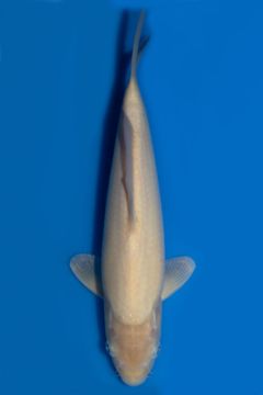 Karashigoi
