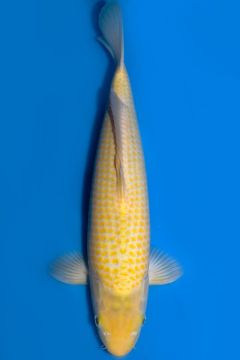 Karashigoi