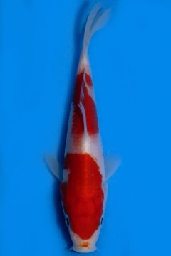 Karashi Kohaku