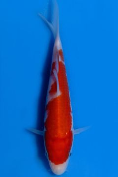 Karashi Kohaku
