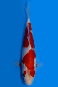 Karashi Kohaku