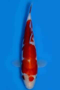 Karashi Kohaku