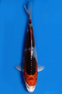 Karashi Kujaku