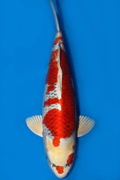 Karashi Kujaku 