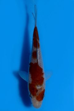 Karashi Ochiba Shigure