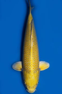 Karashi Yamabuki