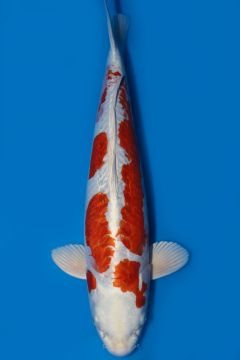 Kikusui