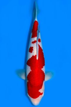 Kohaku