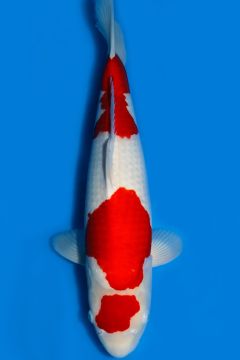 Kohaku