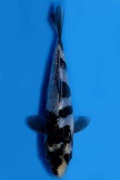 Shiro Utsuri
