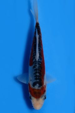Shusui 