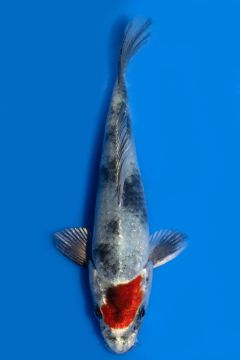 Tancho Kin Showa