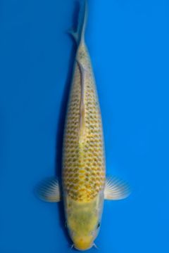 Wasabigoi