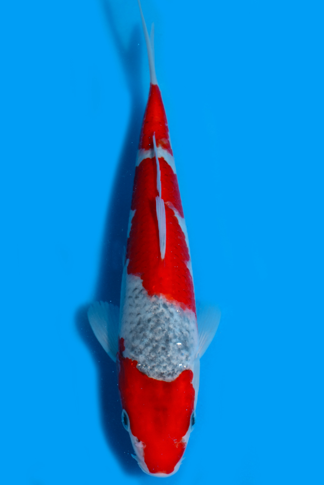 Goshiki Koi Goshiki Koi Discover The Dazzling 5 Color Goshiki Koi A