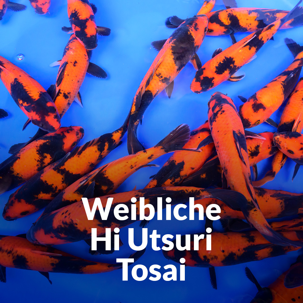Tosai Direkt Hi Utsuri Kategorie shop small