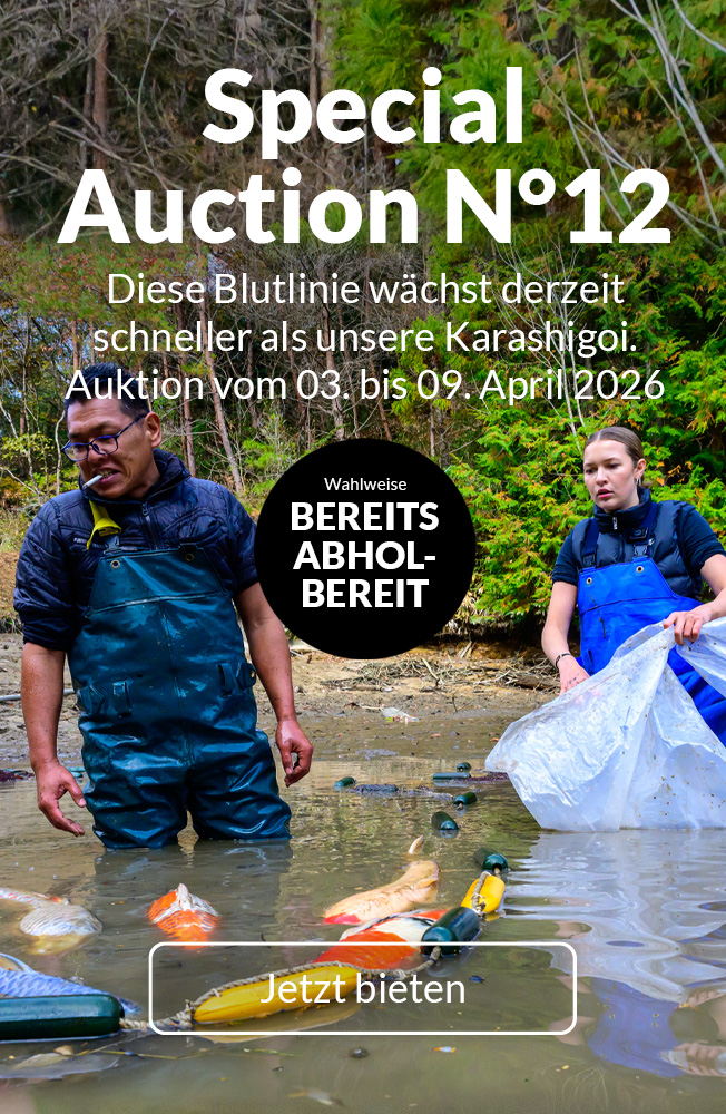 Special Auction Nr12 Mobil