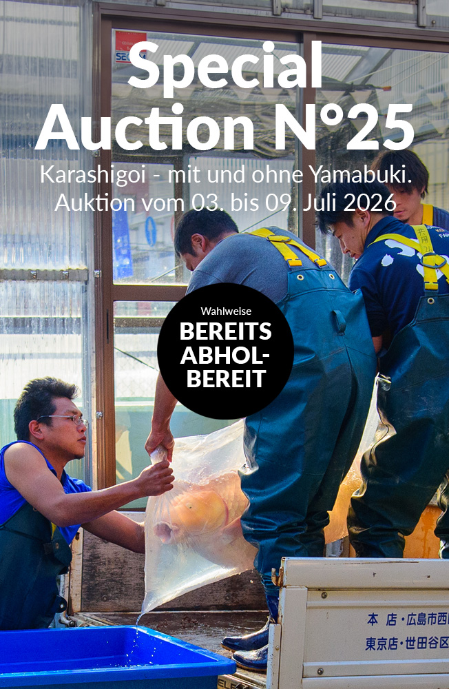 Special Auction Nr25 Mobil