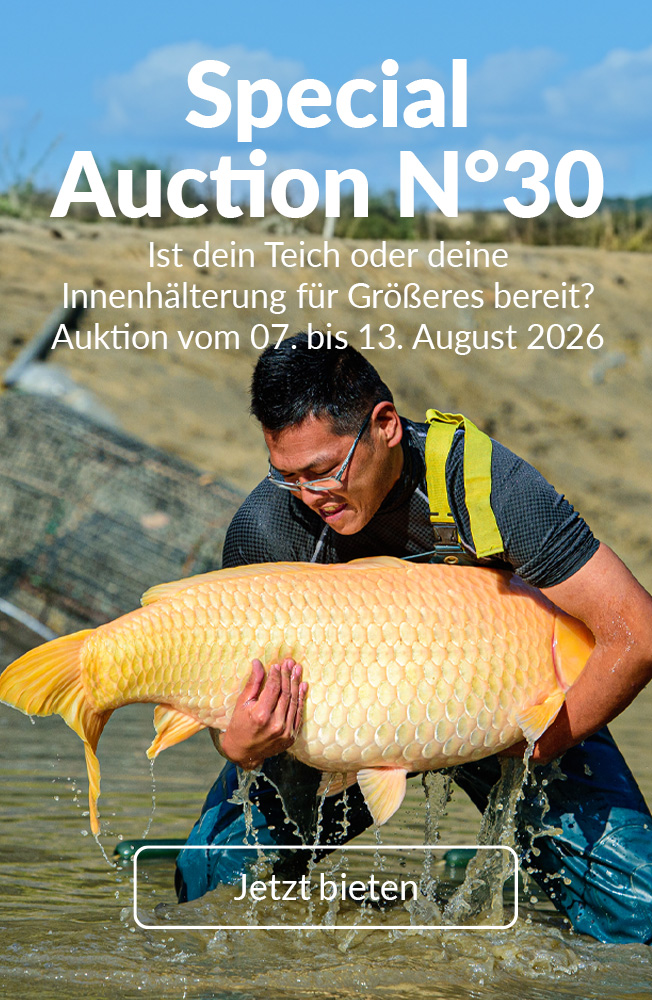 Special Auction Nr30 Mobil