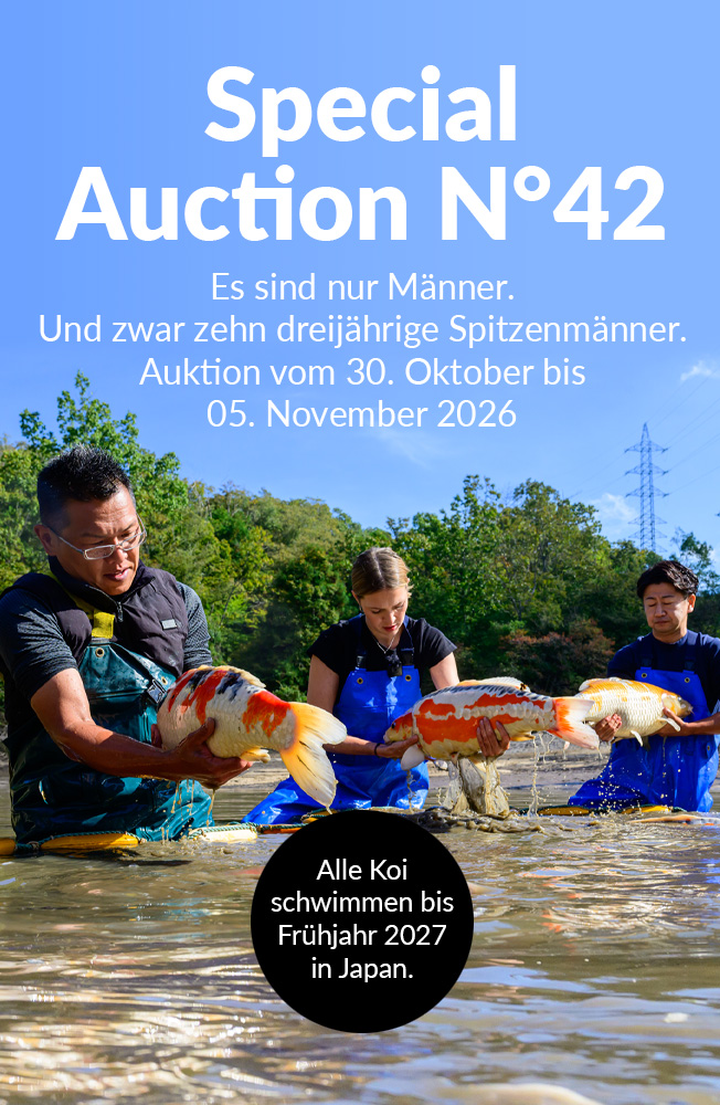 Special Auction Nr42 Mobil