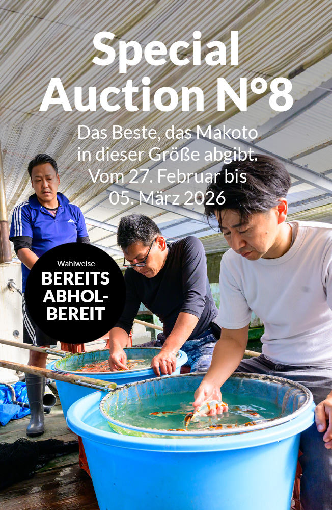 Special Auction Nr8 Mobil